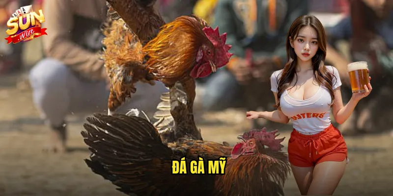 Đá gà mỹ sunwin - Phong cách Mỹ đậm chất võ thuật và chuyên nghiệp 4 Đá gà mỹ