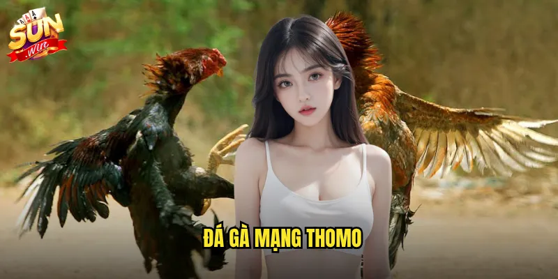 Đá gà mạng thomo sunwin - Kết nối trực tiếp với trường gà số 1 Campuchia 2 đá gà mạng thomo